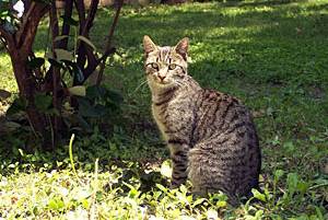 A Ravenswood cat